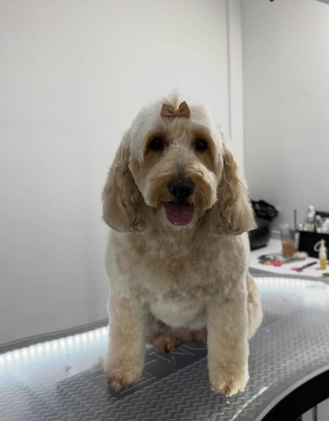 Post 7 by Shampooch Grooming on Instagram (image)