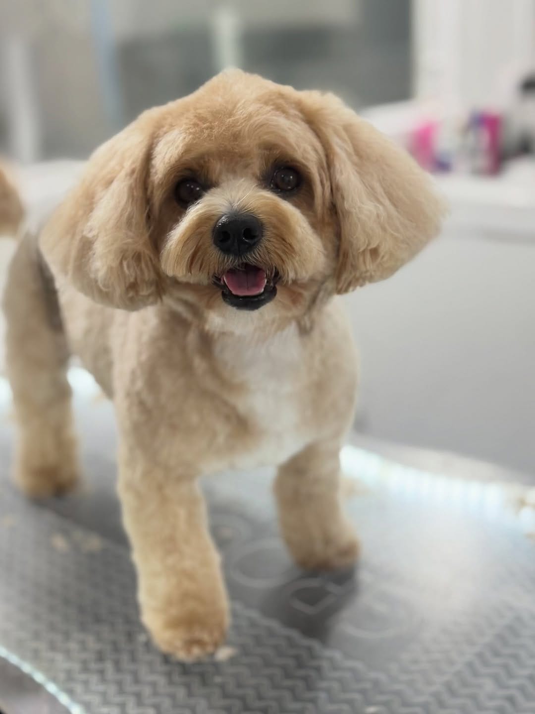 Post 6 by Shampooch Grooming on Instagram (image)