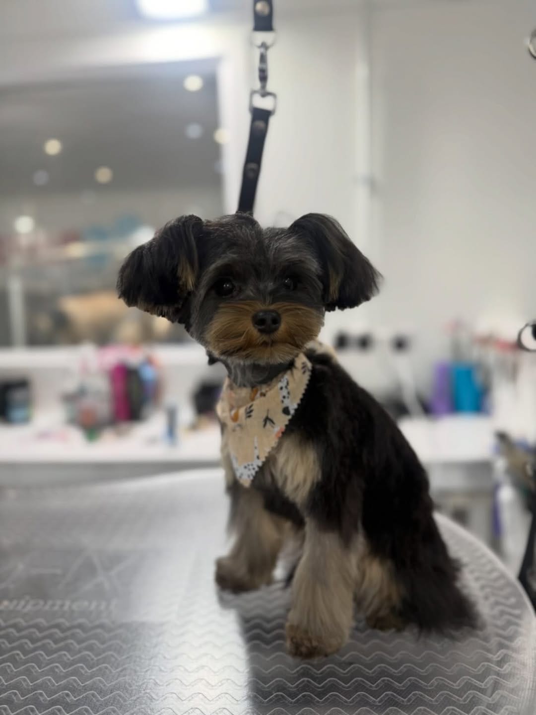 Post 1 by Shampooch Grooming on Instagram (image)