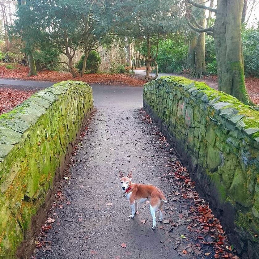 Post 4 by Pippy - Dublin, Ireland on Instagram (image)
