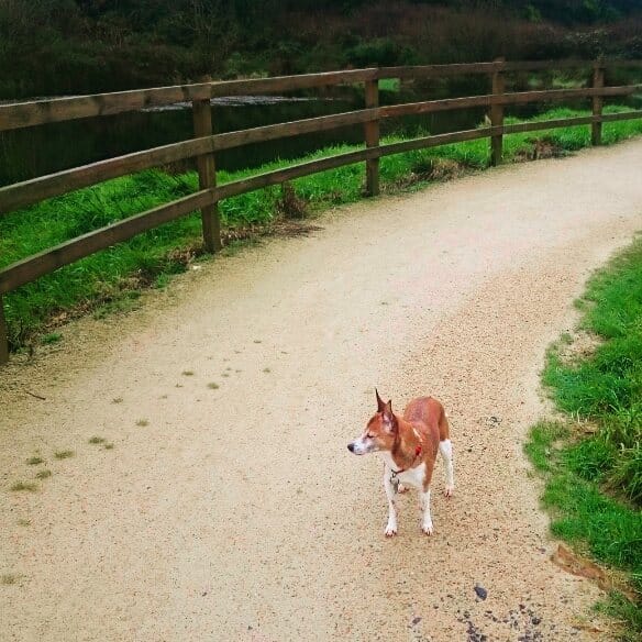 Post 8 by Pippy - Dublin, Ireland on Instagram (image)