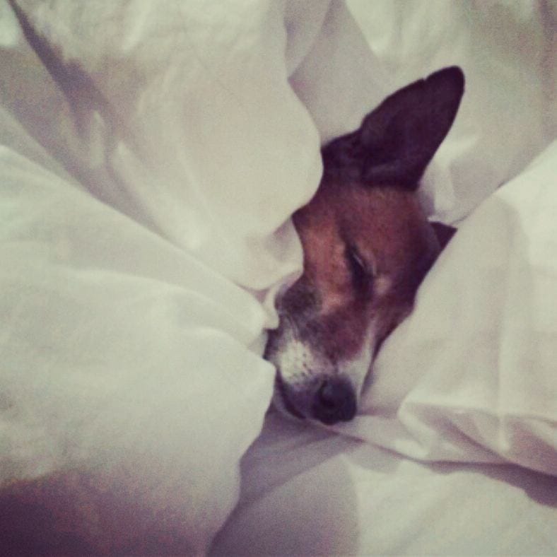 Post 2 by Pippy - Dublin, Ireland on Instagram (image)