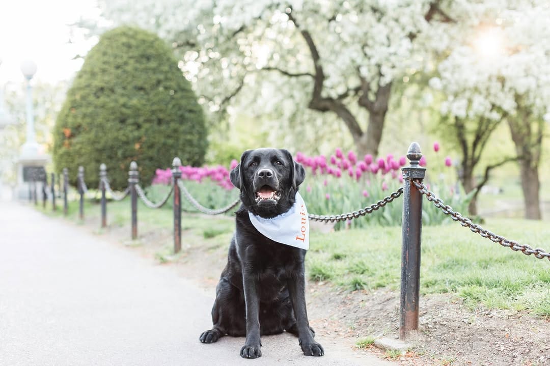 Post 3 by Boston Wedding and Family Photographer | Lauren Dobish on Instagram (image)