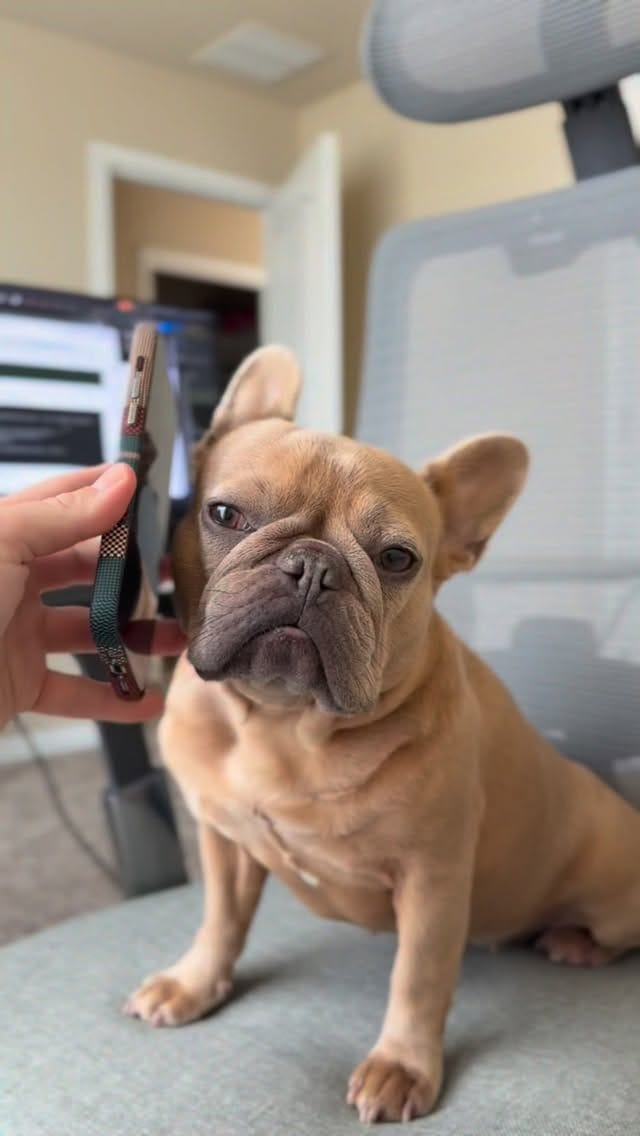 Post 6 by Sergey Astafyev (Lone Star Dog Training and Care) on Instagram (video)