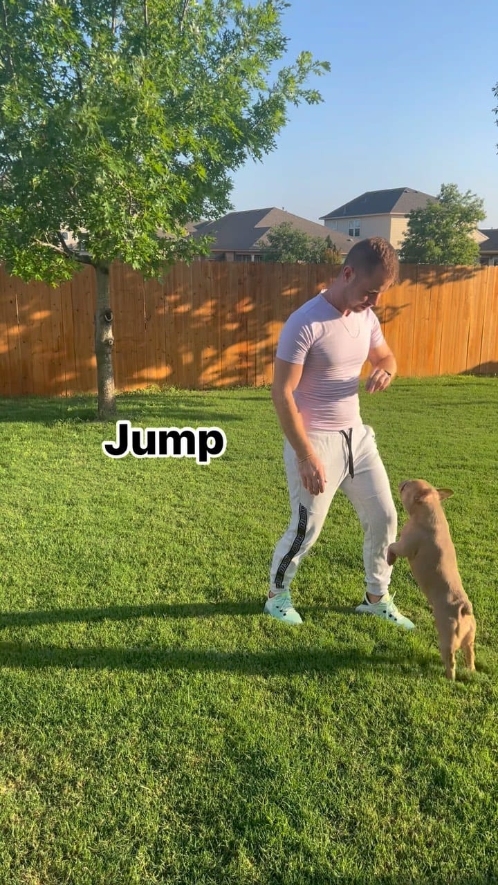 Post 10 by Sergey Astafyev (Lone Star Dog Training and Care) on Instagram (video)