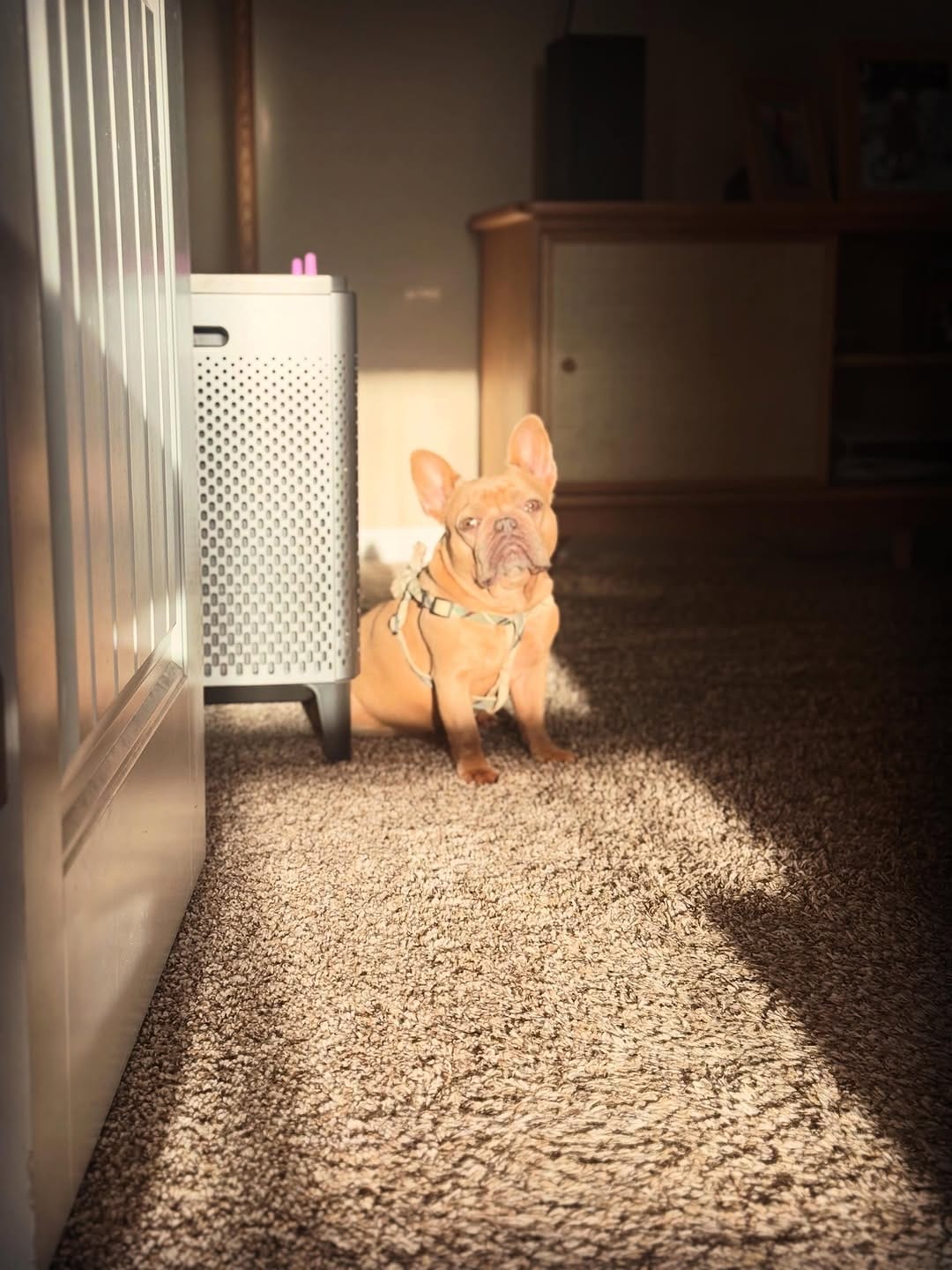 Post 7 by Sergey Astafyev (Lone Star Dog Training and Care) on Instagram (carousel)
