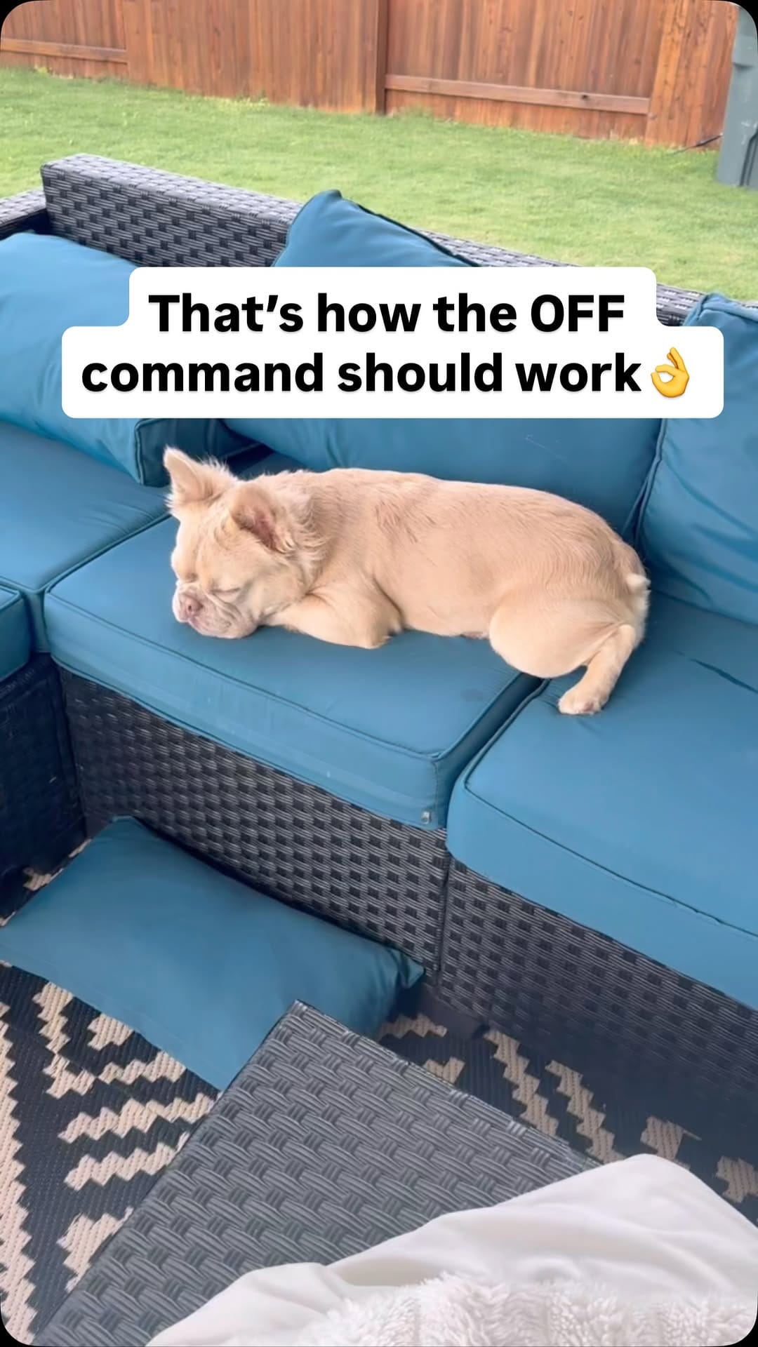 Post 2 by Sergey Astafyev (Lone Star Dog Training and Care) on Instagram (video)