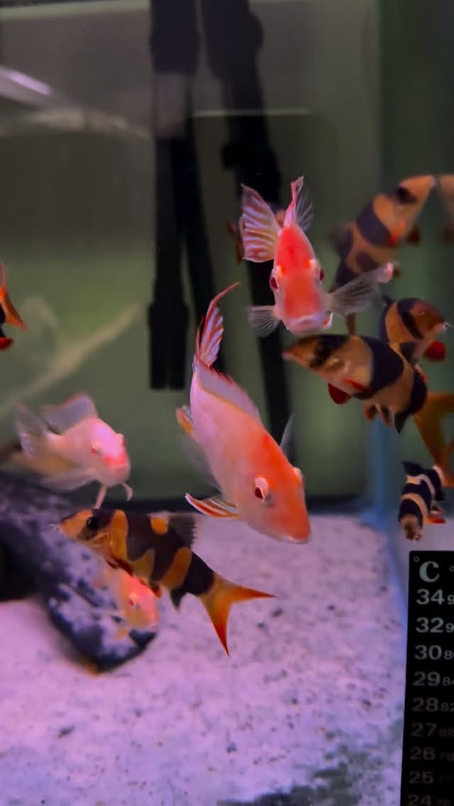 Post 6 by E.L.🐟 on Instagram (video)