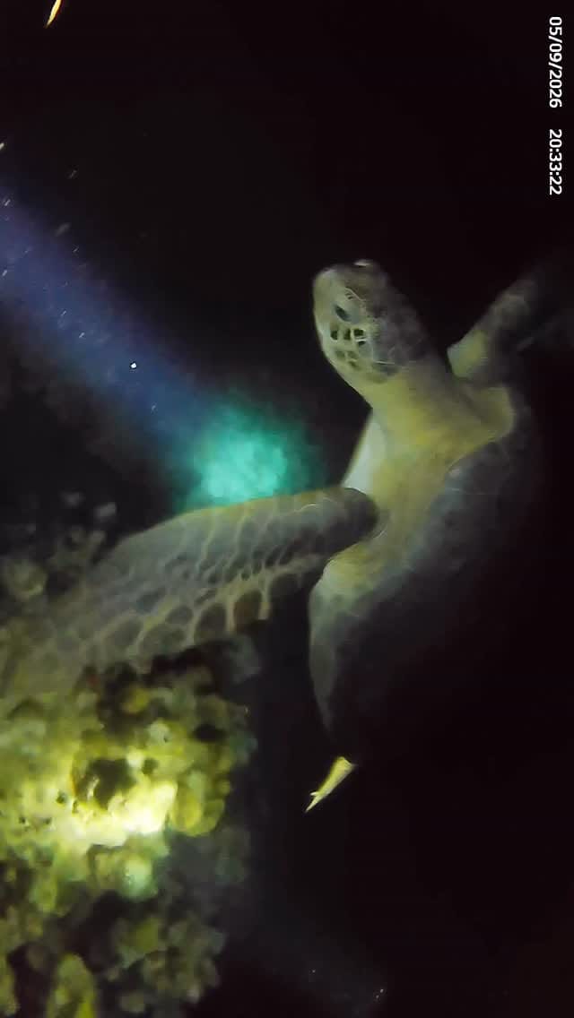 Post 7 by E.L.🐟 on Instagram (video)