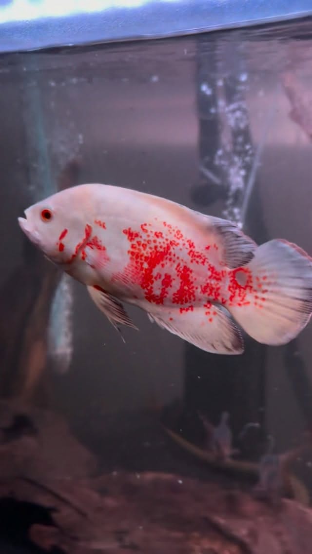 Post 4 by E.L.🐟 on Instagram (video)