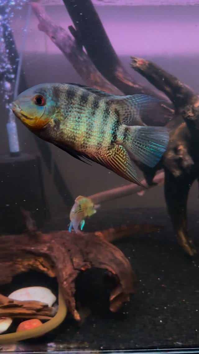 Post 2 by E.L.🐟 on Instagram (video)