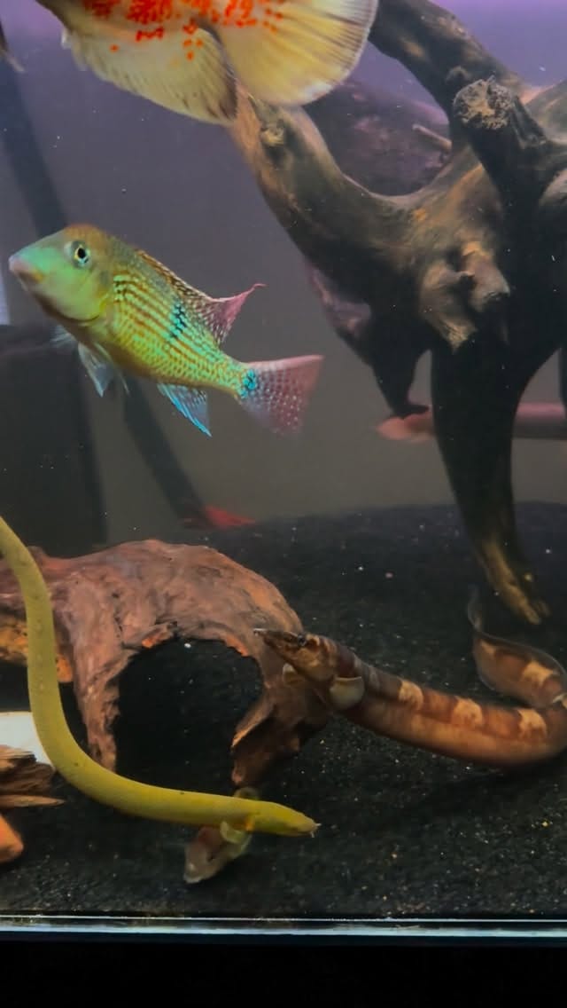 Post 5 by E.L.🐟 on Instagram (video)