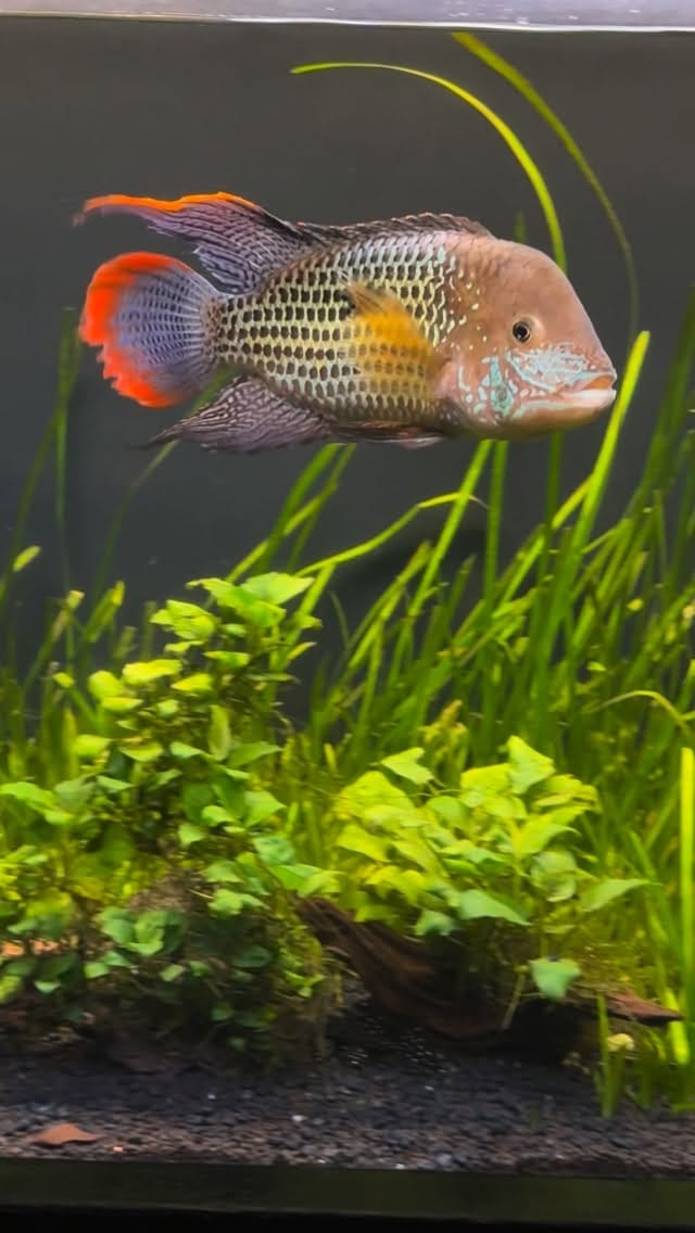 Post 3 by E.L.🐟 on Instagram (video)