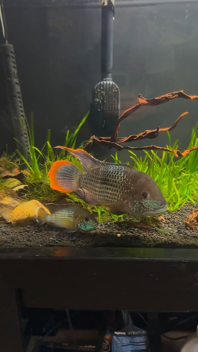 Post 9 by E.L.🐟 on Instagram (video)