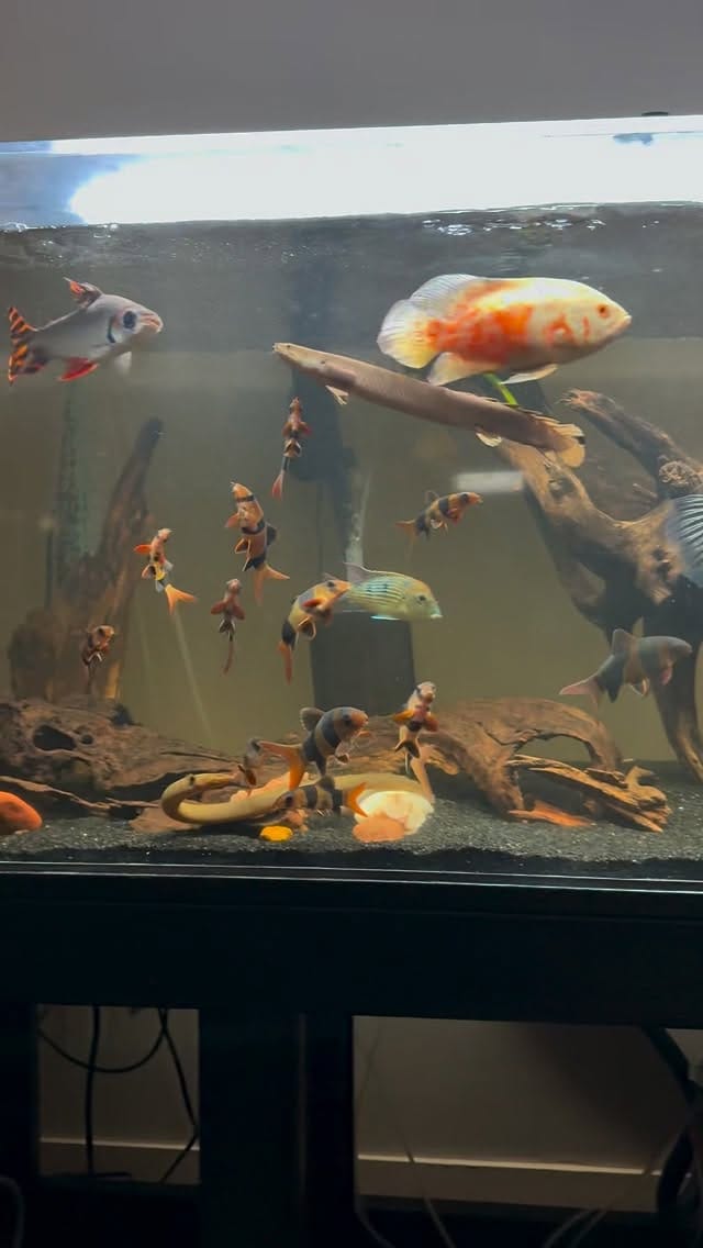 Post 10 by E.L.🐟 on Instagram (video)