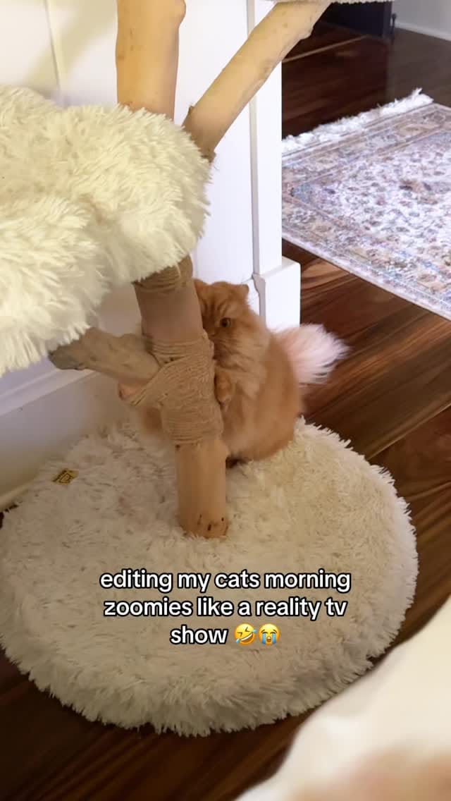 Post 9 by Katsu the Persian 🐾 on Instagram (video)