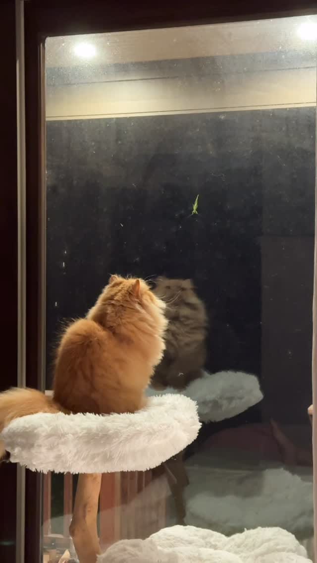 Post 2 by Katsu the Persian 🐾 on Instagram (video)