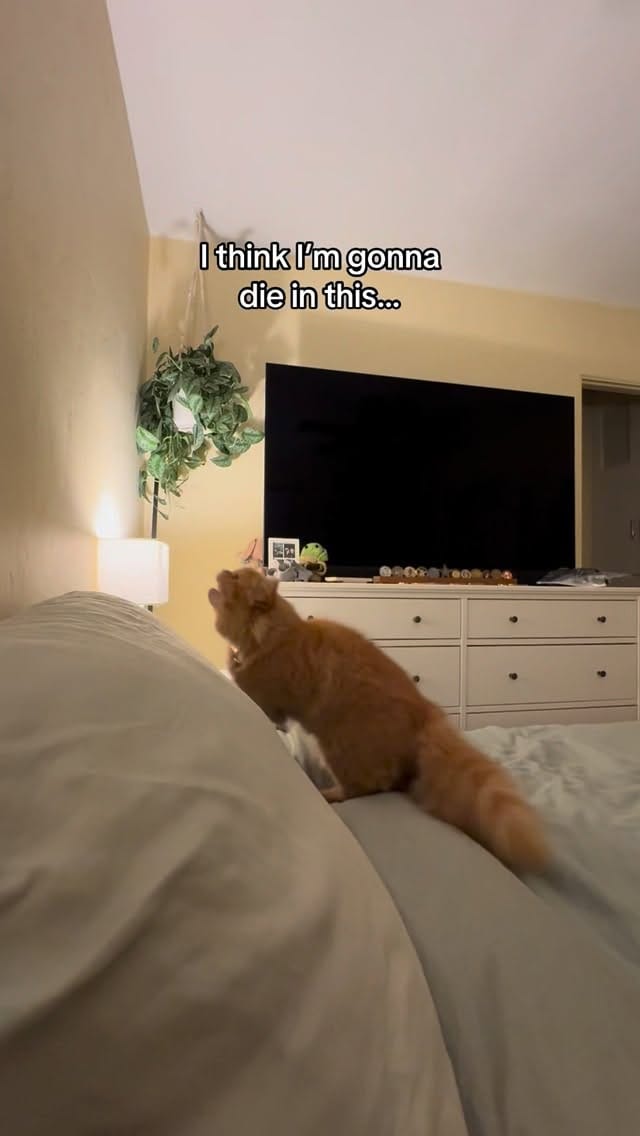 Post 3 by Katsu the Persian 🐾 on Instagram (video)