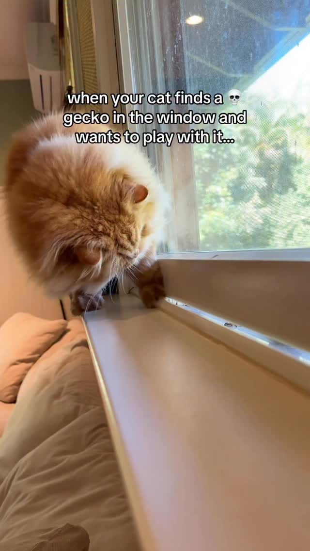 Post 8 by Katsu the Persian 🐾 on Instagram (video)