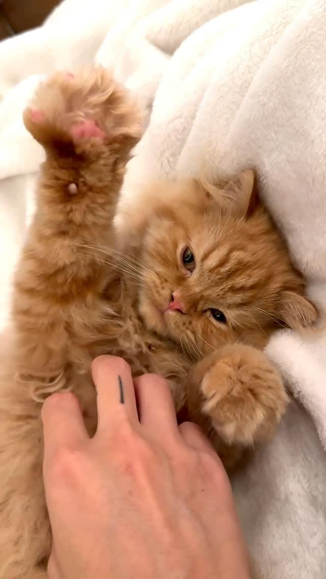 Post 5 by Katsu the Persian 🐾 on Instagram (video)