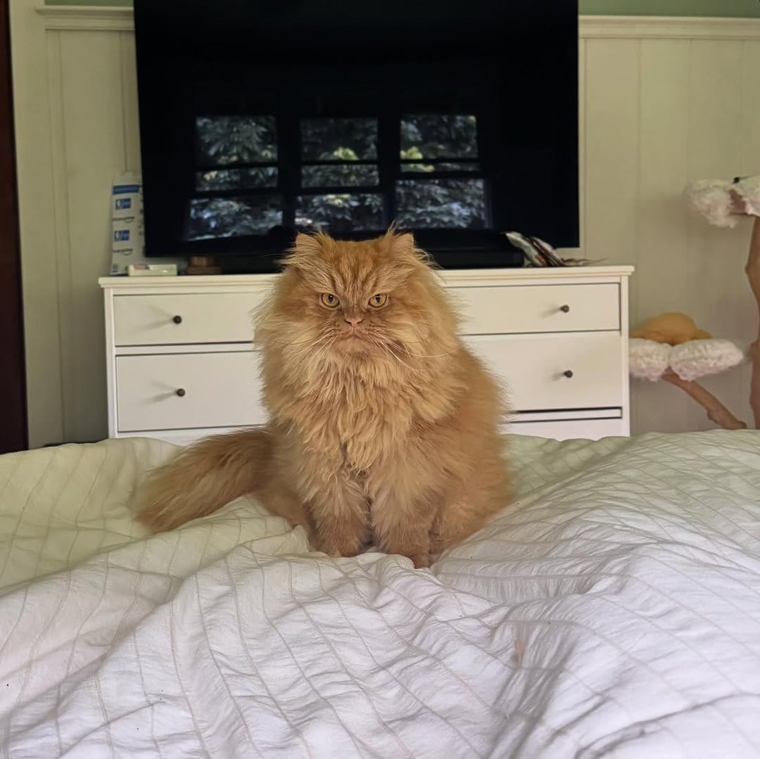 Post 1 by Katsu the Persian 🐾 on Instagram (carousel)