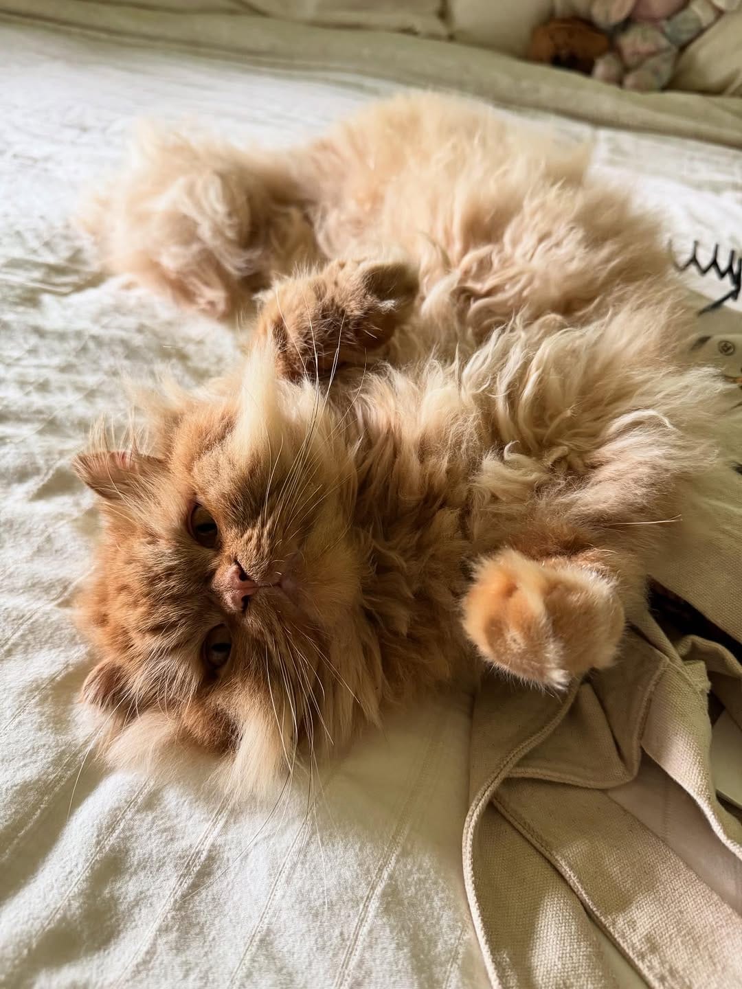 Post 4 by Katsu the Persian 🐾 on Instagram (carousel)