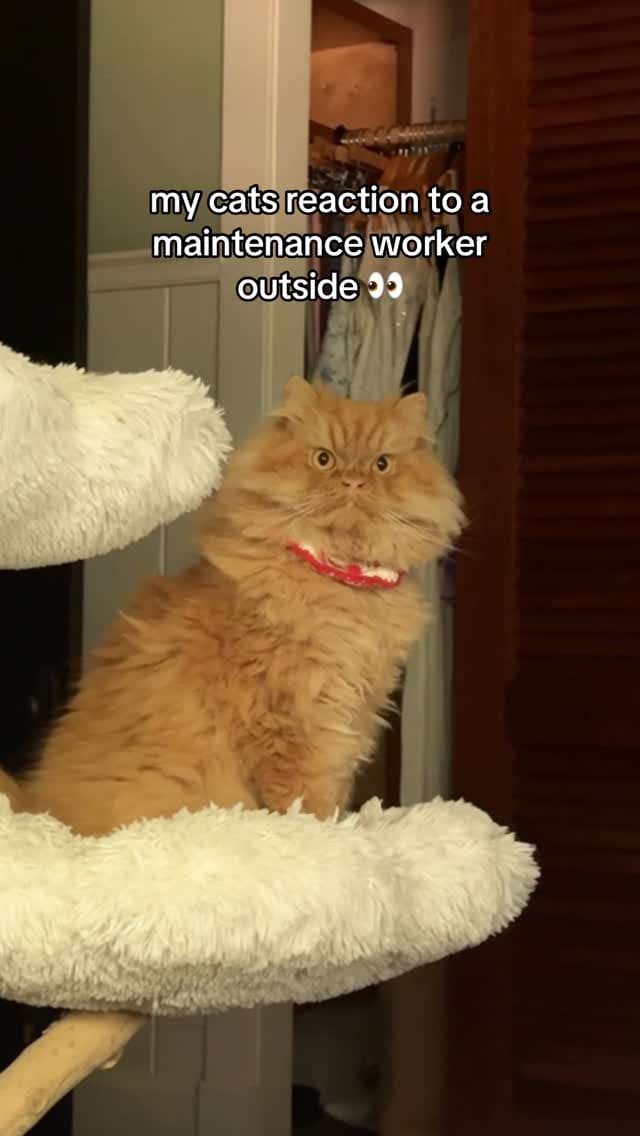 Post 7 by Katsu the Persian 🐾 on Instagram (video)