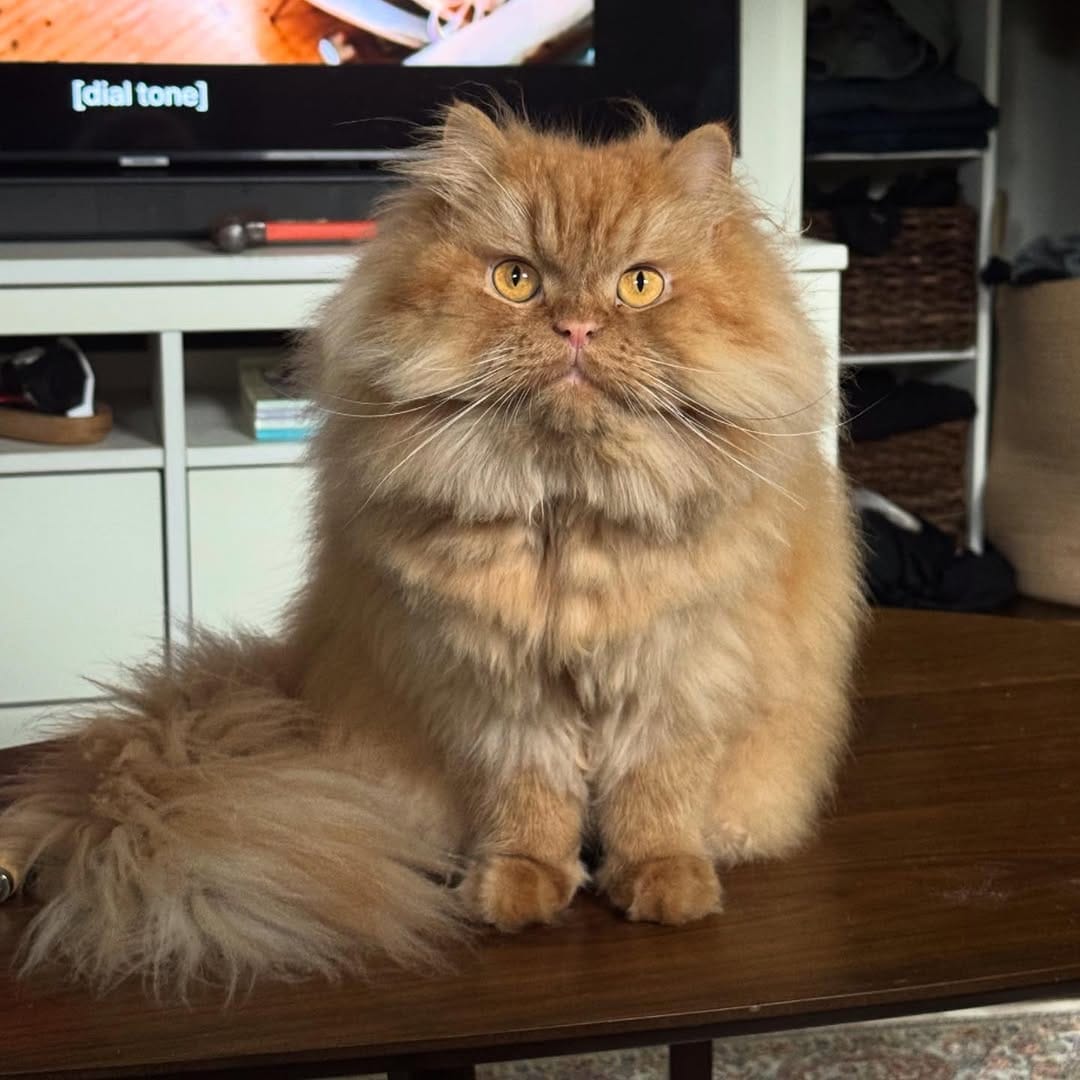 Post 6 by Katsu the Persian 🐾 on Instagram (image)