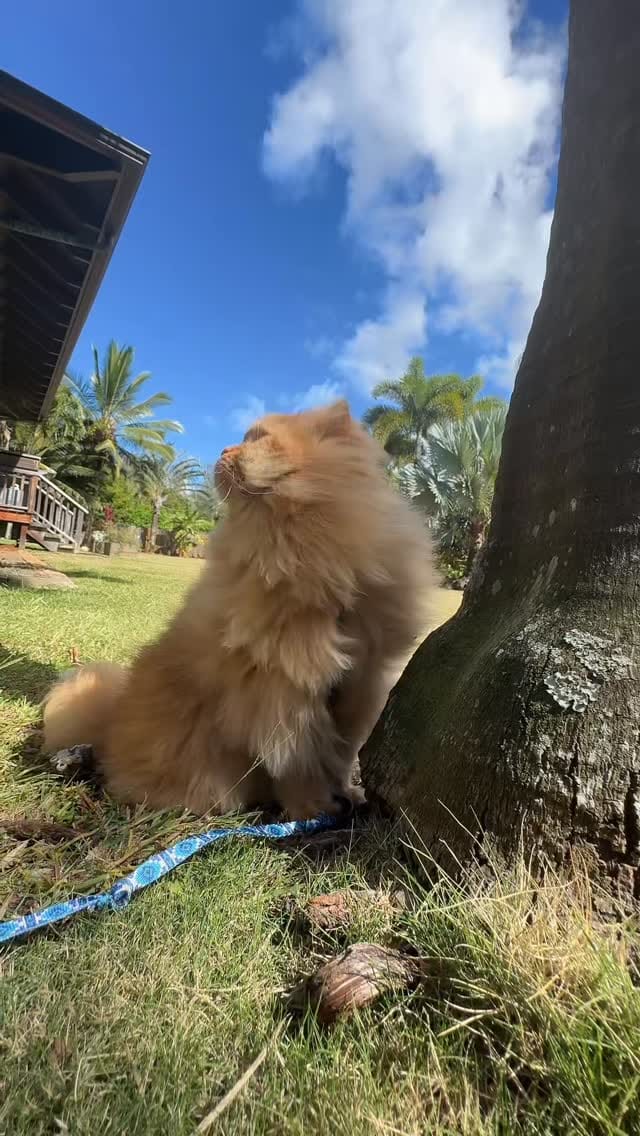 Post 10 by Katsu the Persian 🐾 on Instagram (video)