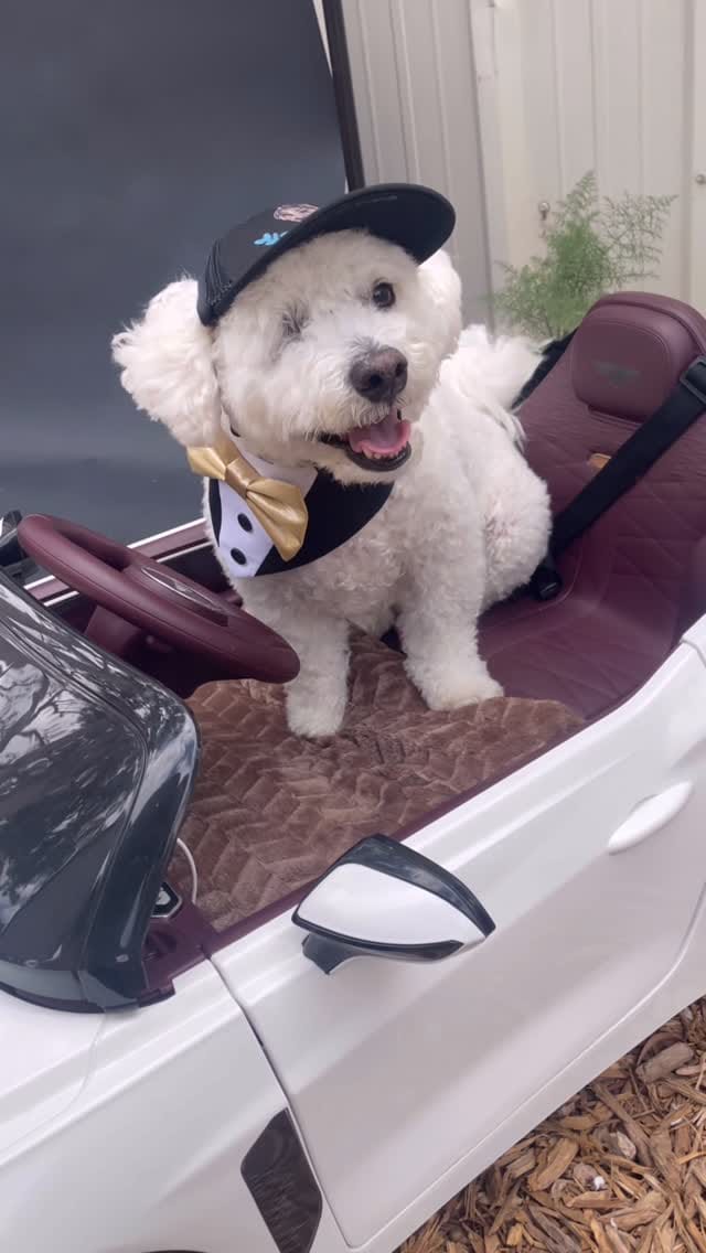 Post 10 by Sheila Chen Art ❂ Pet Portrait Artist on Instagram (video)