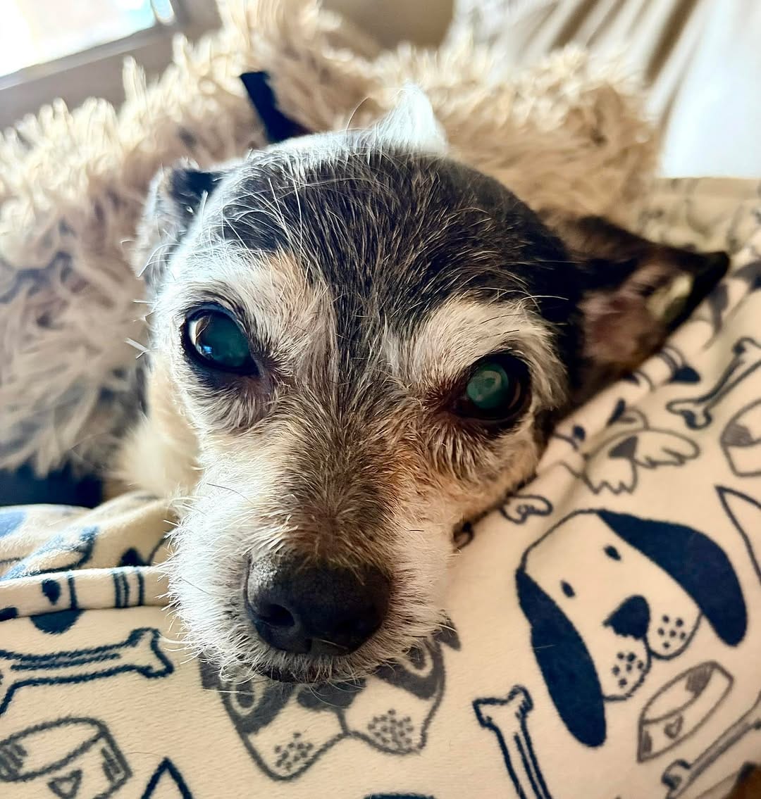 Post 1 by Chiquita Chihuahua Rescue on Instagram (image)