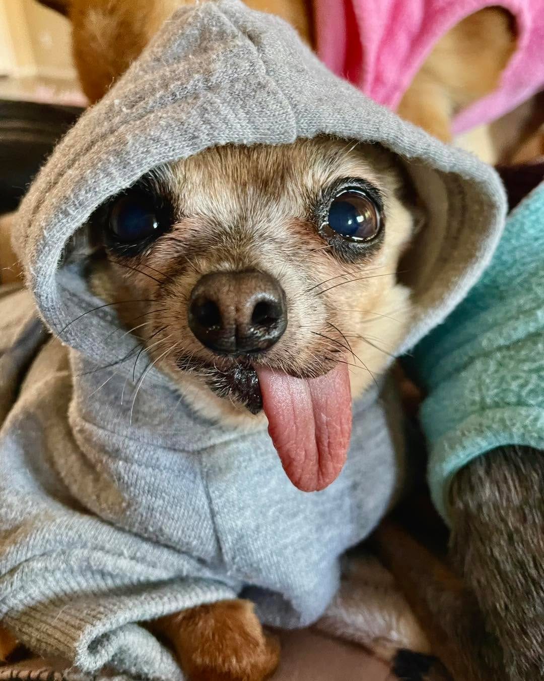 Post 8 by Chiquita Chihuahua Rescue on Instagram (image)