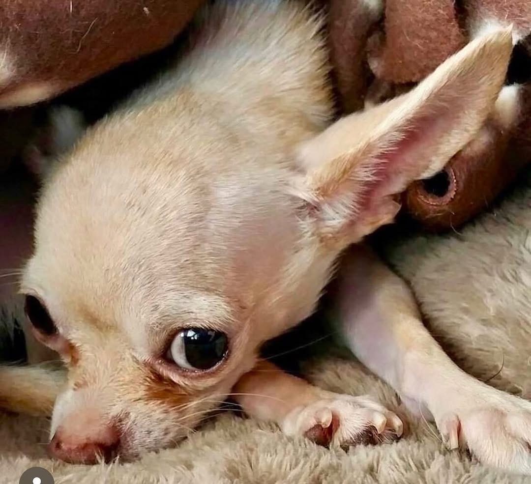 Post 7 by Chiquita Chihuahua Rescue on Instagram (image)