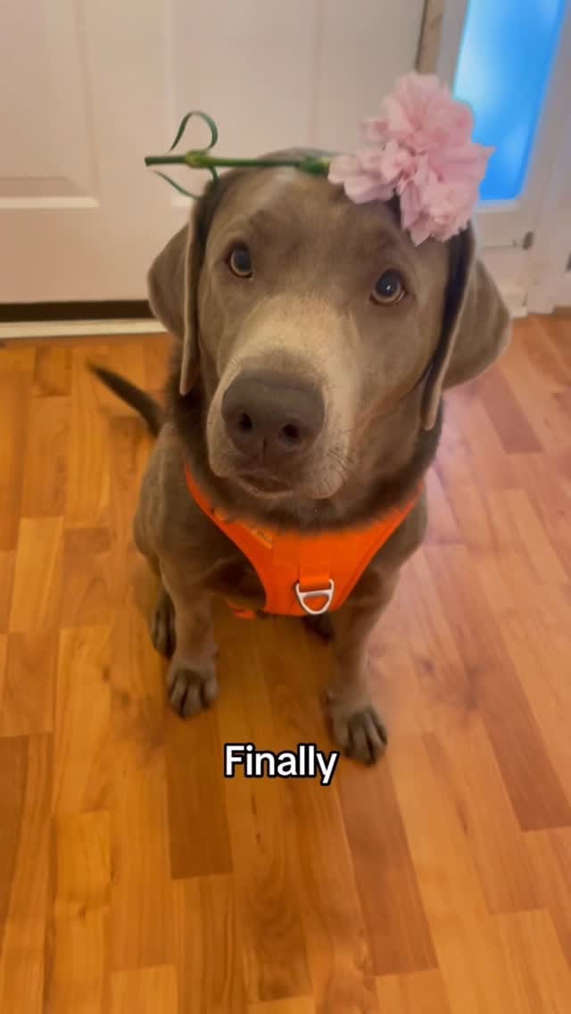 Post 5 by River & Finn the Labs 🐶 on Instagram (video)
