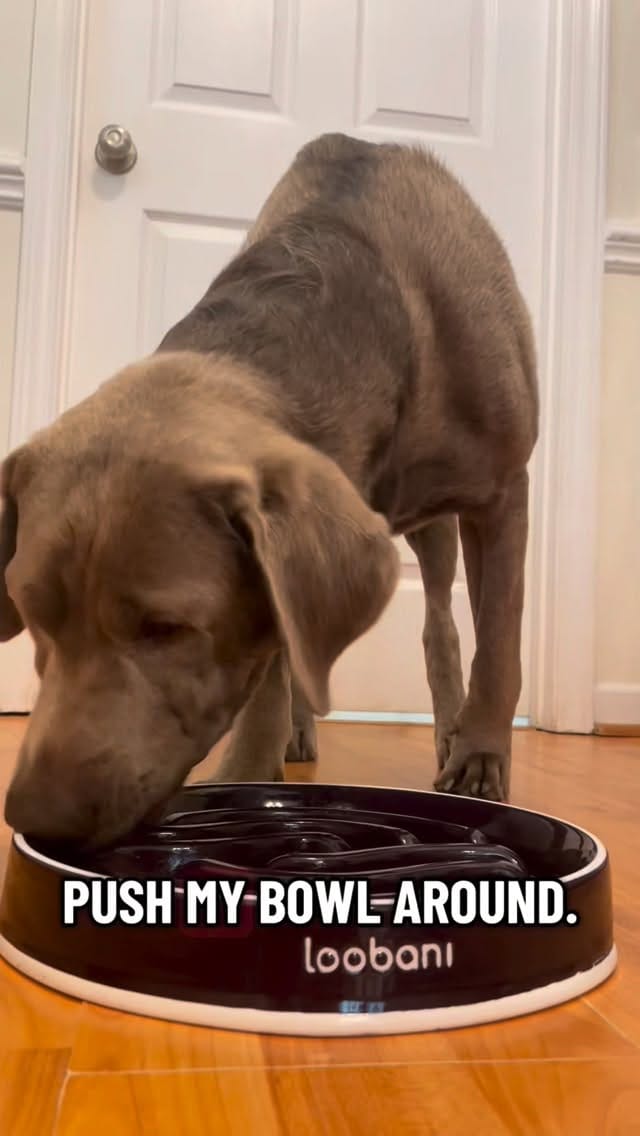 Post 3 by River & Finn the Labs 🐶 on Instagram (video)