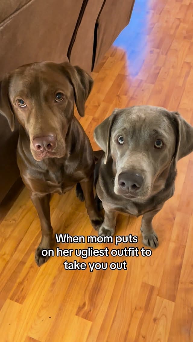 Post 10 by River & Finn the Labs 🐶 on Instagram (video)