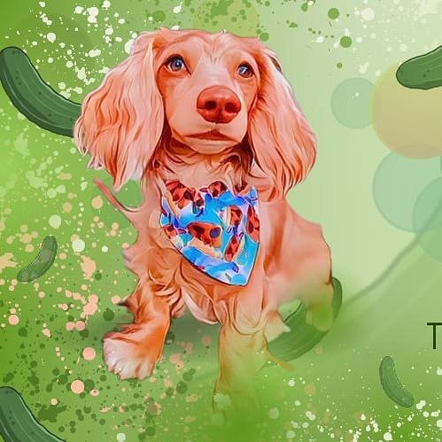 Post 8 by Mr Pickle 🐾 on Instagram (image)