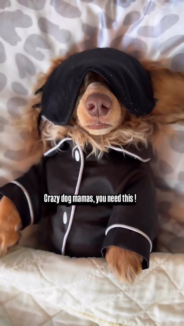 Post 6 by Mr Pickle 🐾 on Instagram (video)