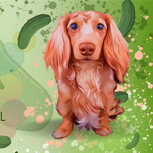 Post 10 by Mr Pickle 🐾 on Instagram (image)
