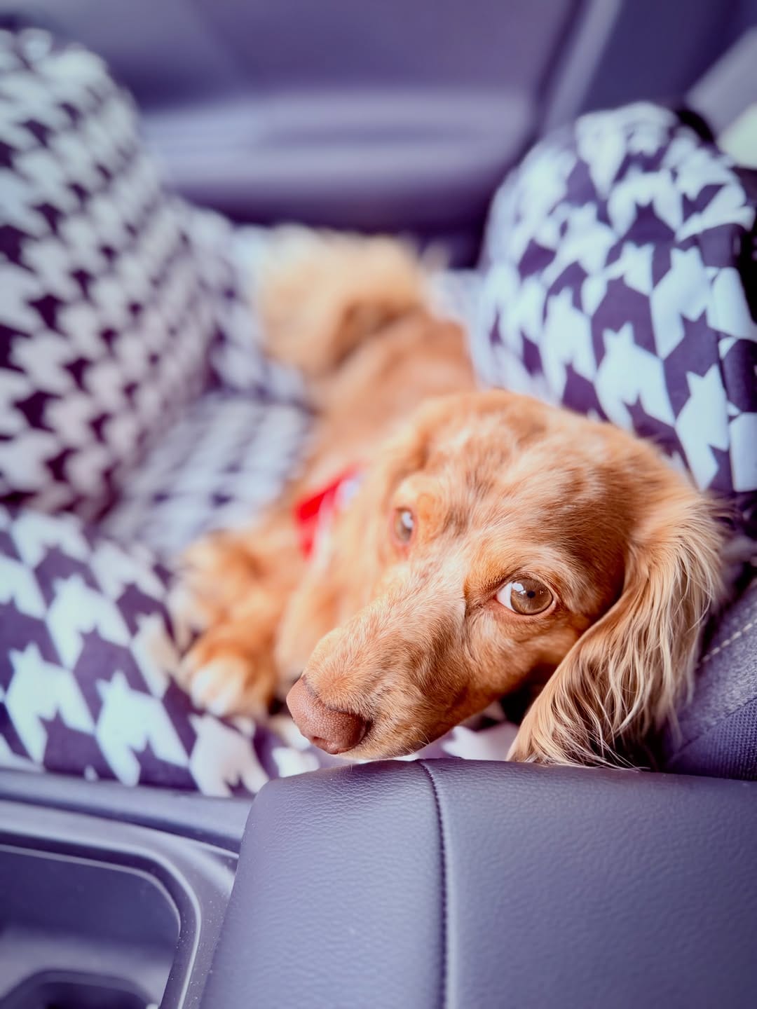 Post 1 by Mr Pickle 🐾 on Instagram (image)