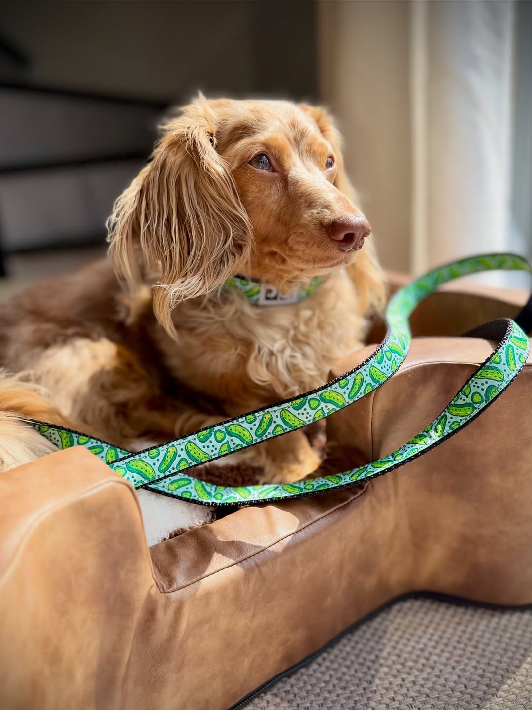 Post 3 by Mr Pickle 🐾 on Instagram (carousel)