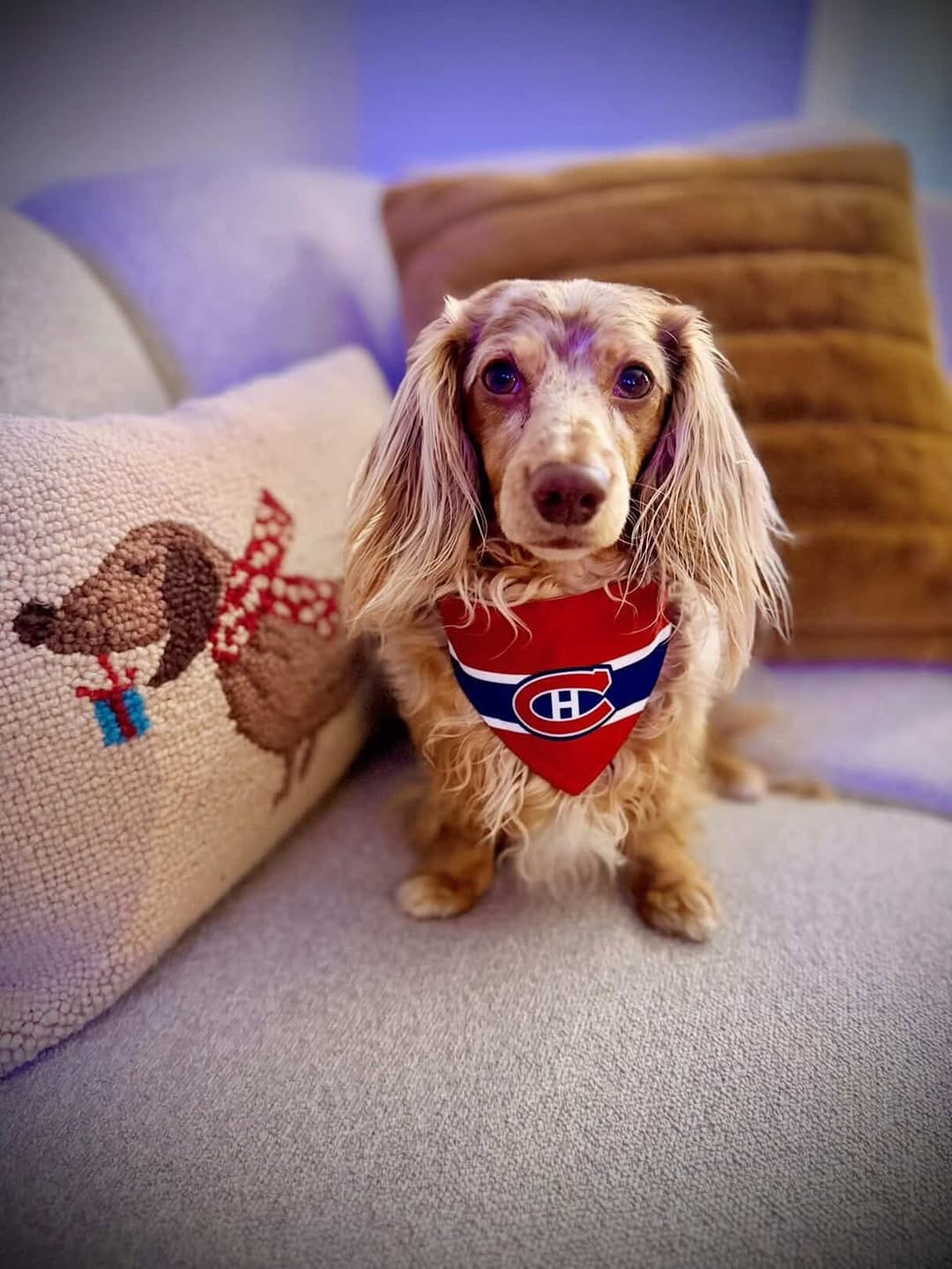 Post 7 by Mr Pickle 🐾 on Instagram (image)