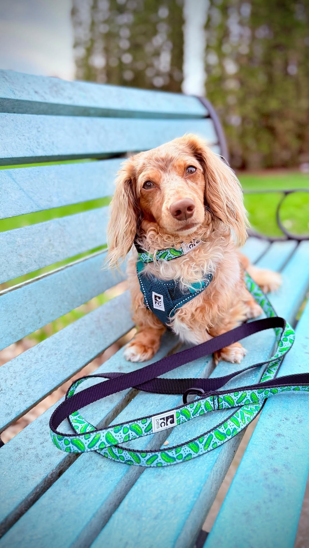 Post 4 by Mr Pickle 🐾 on Instagram (video)
