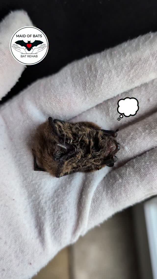Post 1 by Maid of Bats | Bat Rehabilitation & Conservation on Instagram (video)