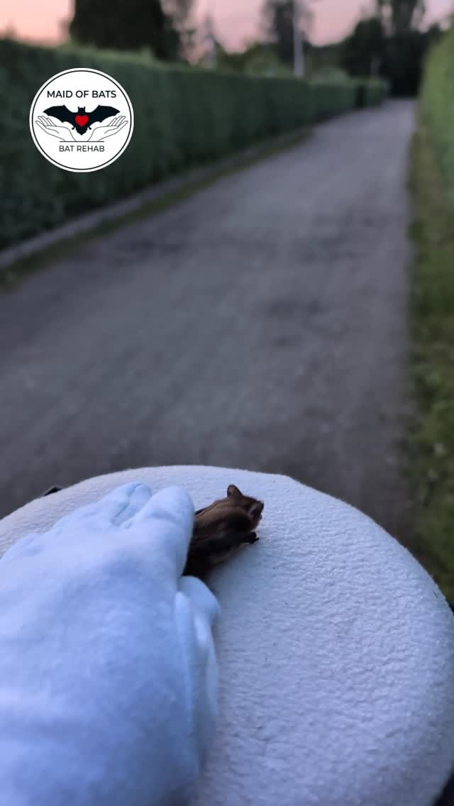 Post 4 by Maid of Bats | Bat Rehabilitation & Conservation on Instagram (video)