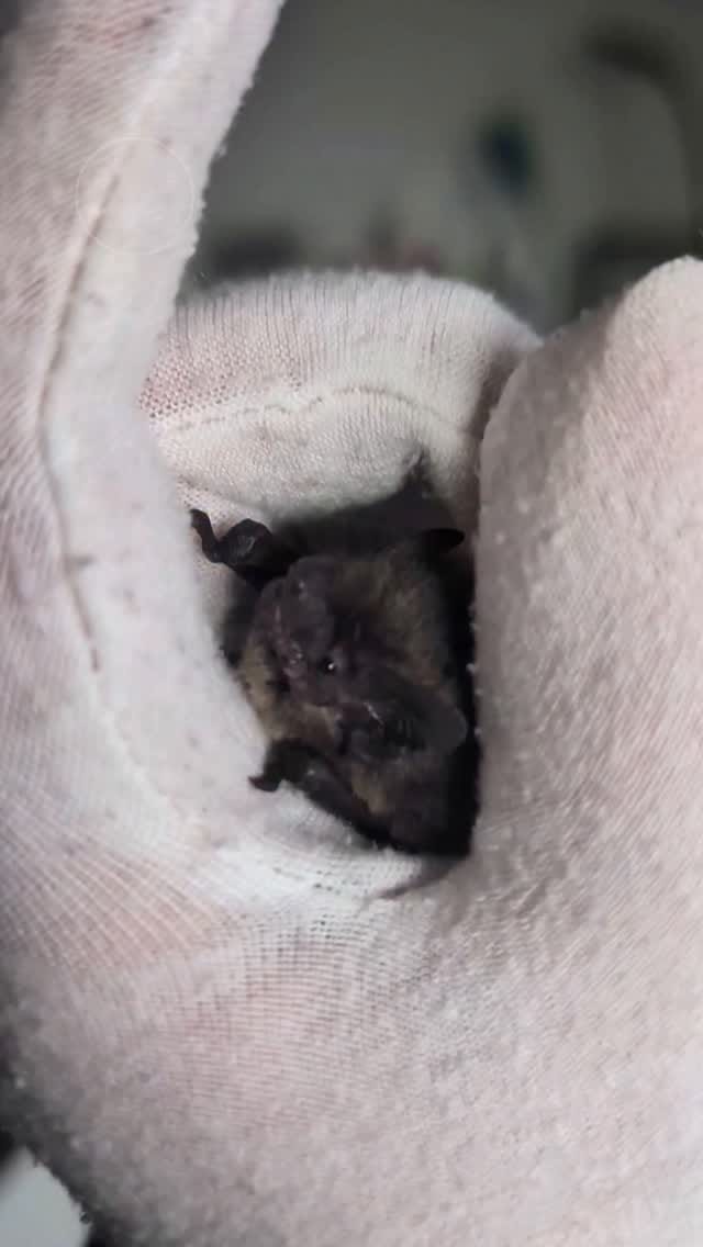 Post 6 by Maid of Bats | Bat Rehabilitation & Conservation on Instagram (video)