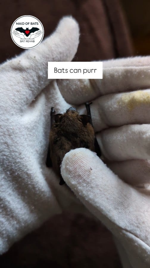 Post 9 by Maid of Bats | Bat Rehabilitation & Conservation on Instagram (video)
