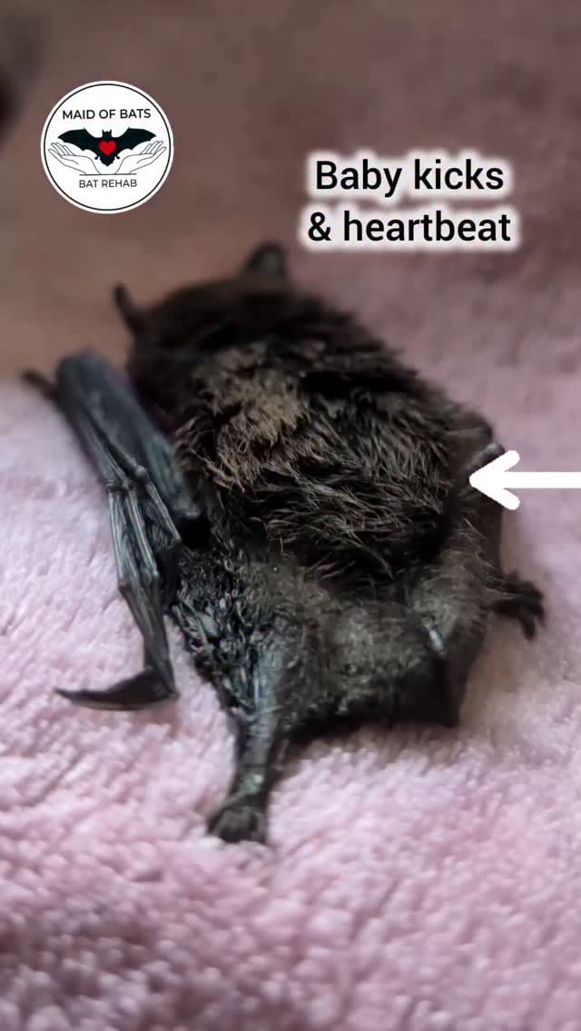 Post 2 by Maid of Bats | Bat Rehabilitation & Conservation on Instagram (video)
