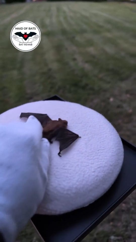 Post 5 by Maid of Bats | Bat Rehabilitation & Conservation on Instagram (video)