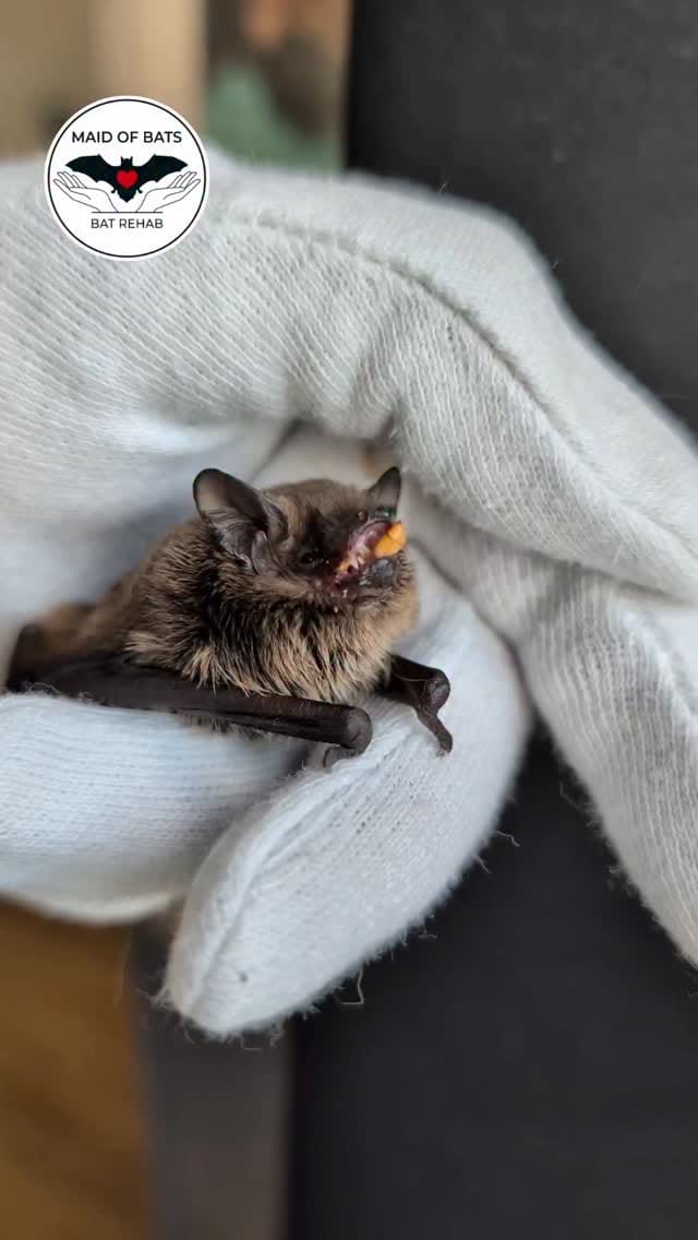 Post 8 by Maid of Bats | Bat Rehabilitation & Conservation on Instagram (video)